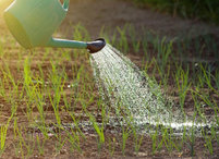 О начале поливного сезона